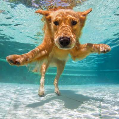 Pet-friendly community at BB Living at Lakewood Ranch in Lakewood Ranch, Florida