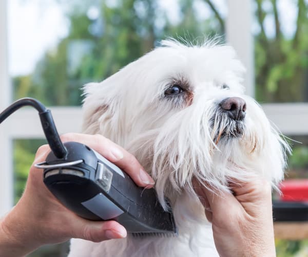 Fluffy white dog getting a haircut at Alta Grande