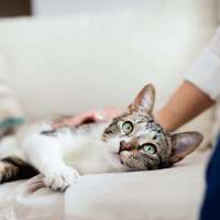 Cute kitten at The Warwick at Foundry Creek in Richmond, Virginia