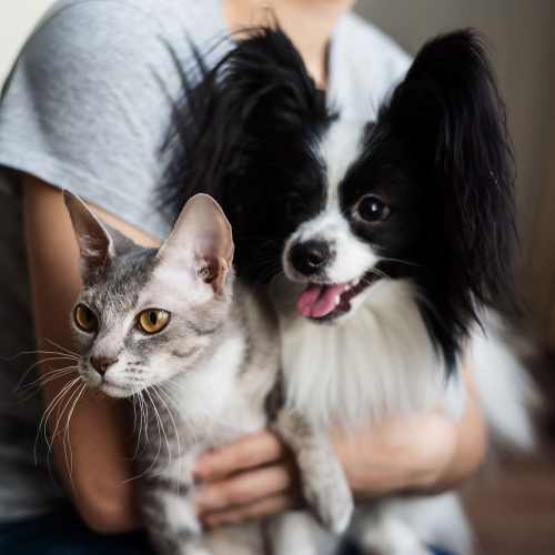  Resident holding her pets at Panorama at Arvada Ridge in Arvada,Colorado