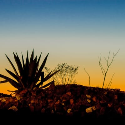 Sunset with cactus at Rose Court in Phoenix, Arizona