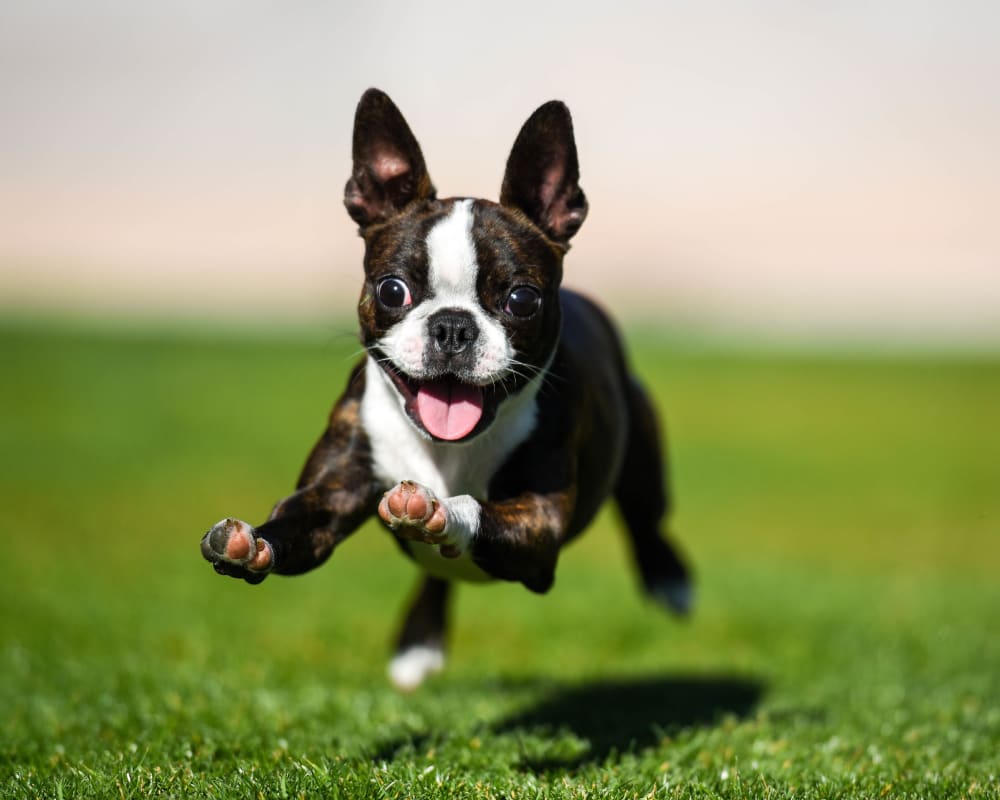 Happy dog running on the green grass outside her new home at The Hawthorne in Jacksonville, Florida