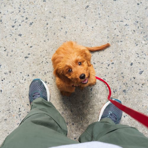 Happy dog at The Village at Stetson Square in Cincinnati, Ohio