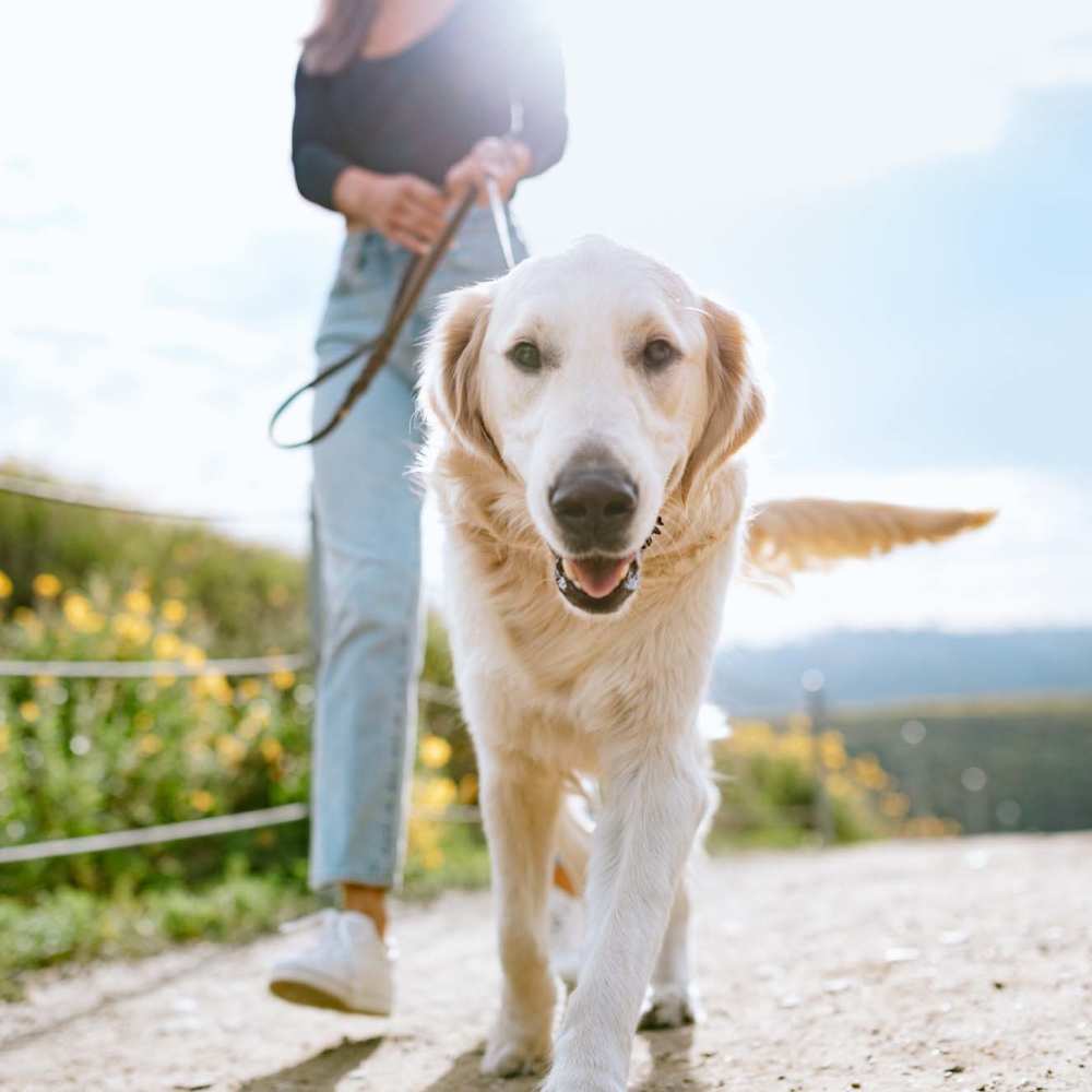 Pet-friendly at South Pointe in Dallas, Texas