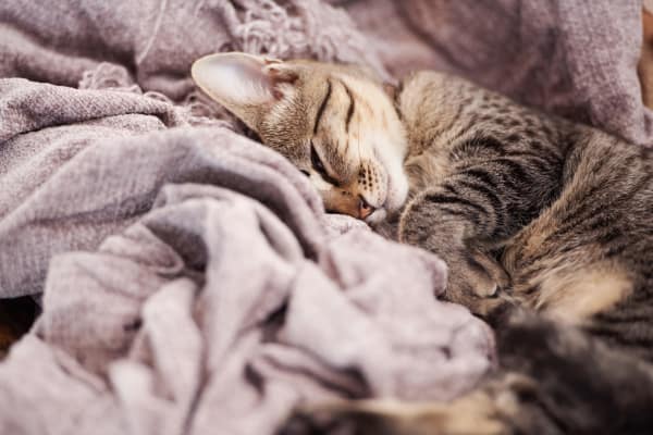 Cat sleeping in a blanket at Saskatoon Tower in Saskatoon