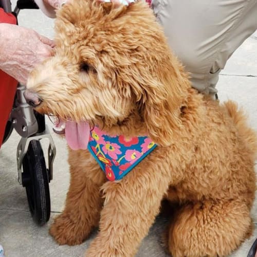 A resident’s puppy at Oxford Glen Memory Care at Owasso in Owasso, Oklahoma