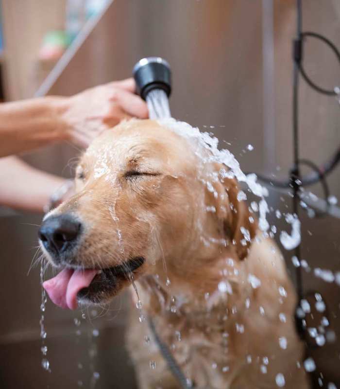 Dog wash at Crystal Lake Apartments in Crystal Lake, Illinois