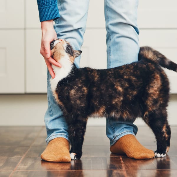 Cat rubbing leg of owner at TerraLane at Canyon Trails in Goodyear, Arizona