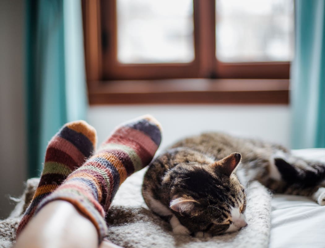 Cat sleeping next to it's owner's feet at Oak Pointe Apartments in Fremont, California
