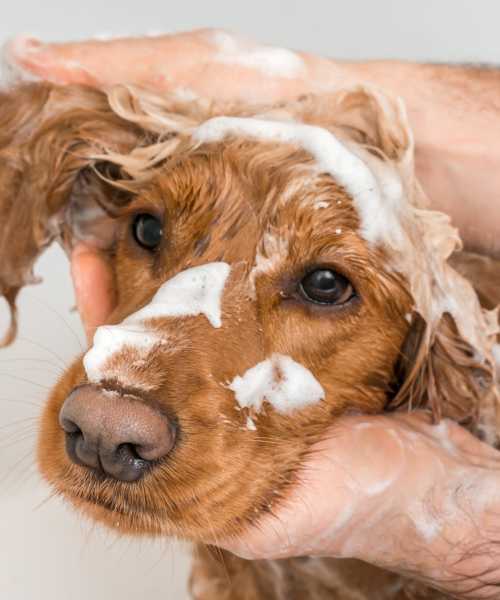 A brown dog taking a bath in our pet-friendly apartments at Ventura Park Plaza Apartments in Portland, Oregon