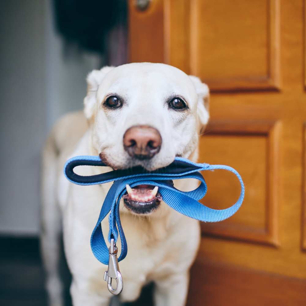 Pet-friendly apartment at Box Board Lofts in Grand Rapids, Michigan