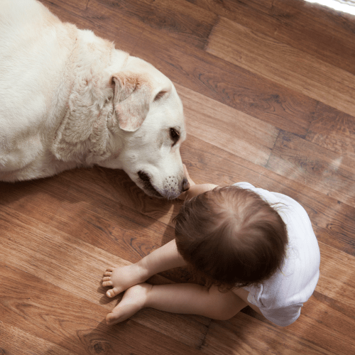 A dog and a child in a living room at Canyon View in San Diego, California