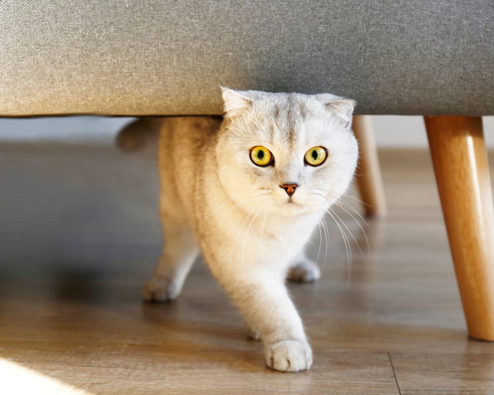 Cat exploring the apartment at The Residences at Crosstree in Freeport, Maine