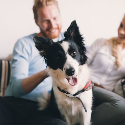 Link to our pet policy at Main Street Apartments in Rockville, Maryland
