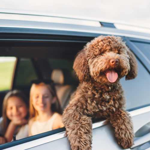 Pet dog with its owner at The George Apartment Homes in Savannah, Georgia