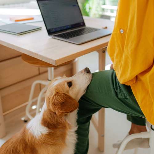 Pet friendly at Fuller's Woods Apartments in Madison, Wisconsin