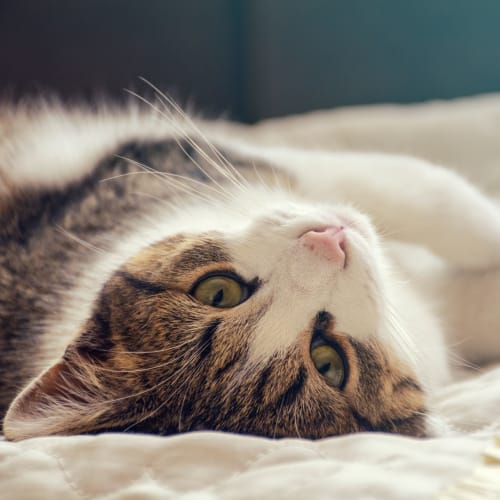 A house cat laying down at Ben Moreell in Norfolk, Virginia