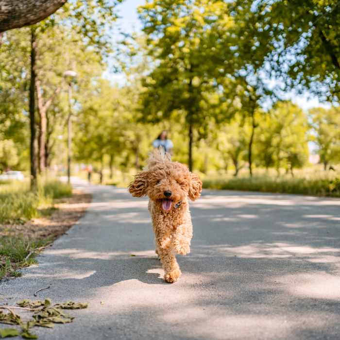 Pet-friendly at The Amber at Greenbrier, Chesapeake, Virginia