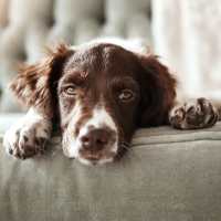 Dog relaxing on a sofa at The Miller in Tacoma, Washington