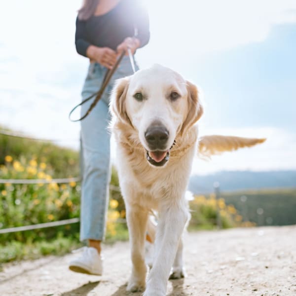 Pet-friendly homes at Traxx Apartments in Mountlake Terrace, Washington