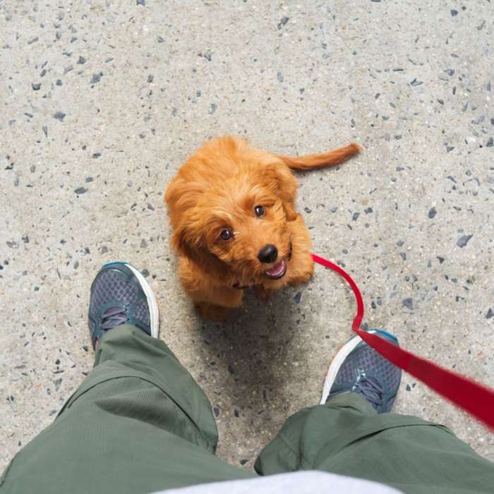 Pet-friendly at Attain Shockoe, Richmond, Virginia