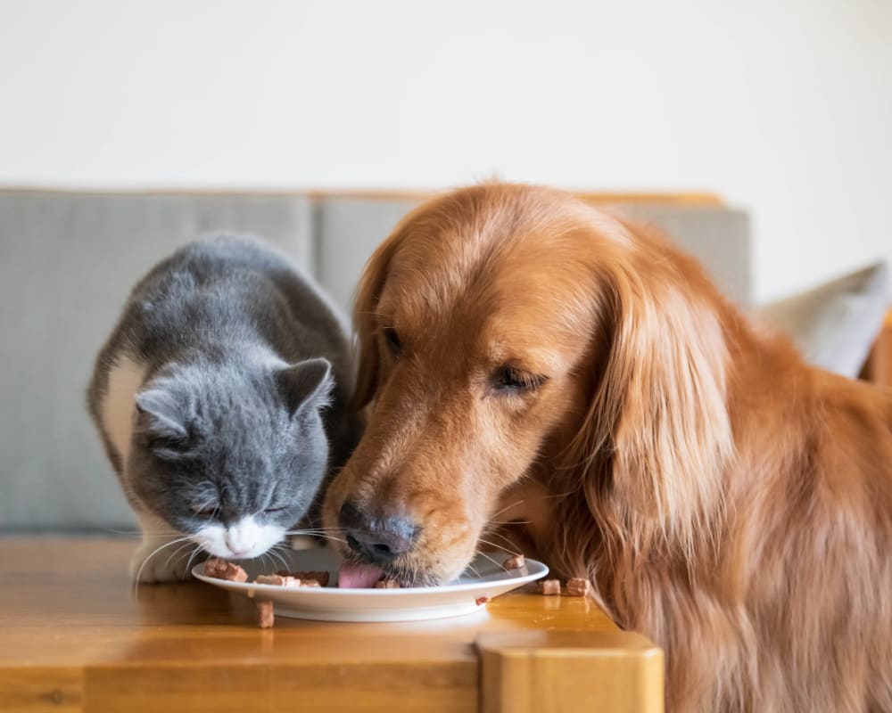 Cat and dog eating together at Ocio Plaza Del Rio in Peoria, Arizona