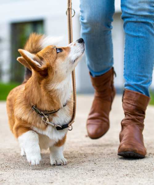 Pet-friendly community at Sagewood Estates in Portland, Oregon
