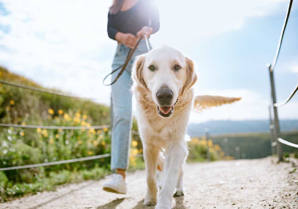 Resident with her dog in the park near Bellevue Ridge Apartments in Bellevue, Washington