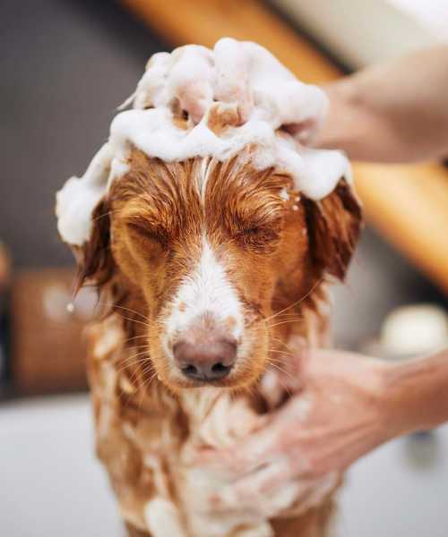 Dog getting a bath in a grooming station at The Heights at Waterpointe in Flowood, Mississippi