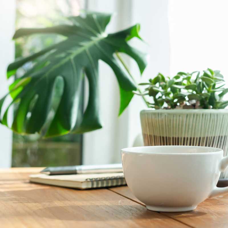 Coffee and a house plant on a table in an apartment at Attain at Chic’s Beach, Virginia Beach, Virginia