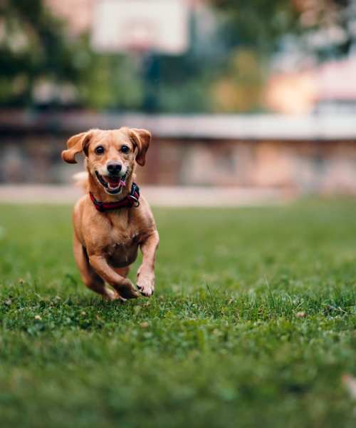 Pet dog in the dog park at Deering Manor in Richmond, Virginia