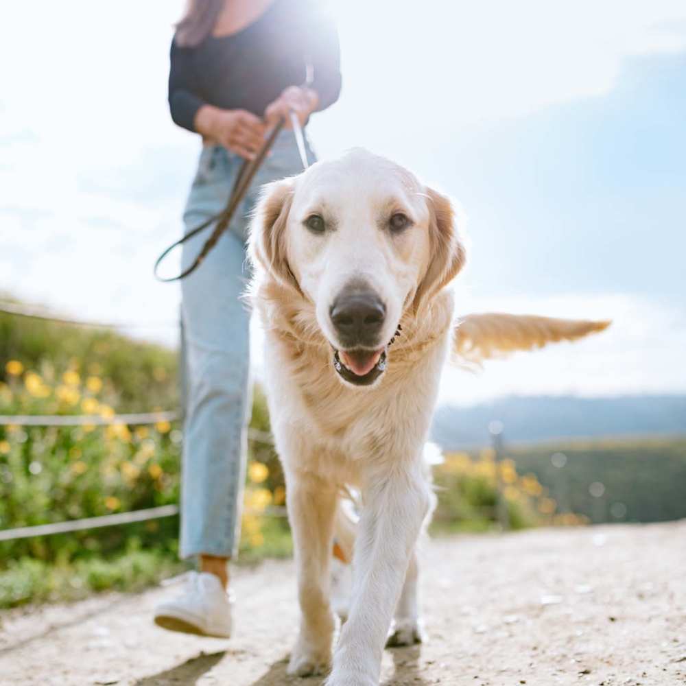 Resident with her pet outside on a beautiful day at The Calvert in Charlotte, North Carolina