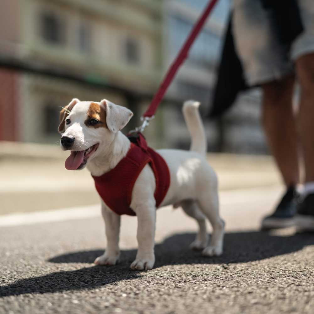 Dog out for a walk at Twin Creeks in Antioch, California