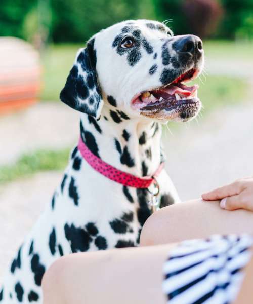 Dog at Collier in Pflugerville, Texas