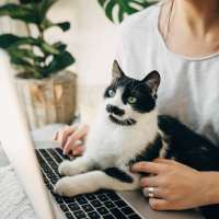 Resident with cat on her lap while looking at a laptop at Avion Apartments in Jacksonville, Florida