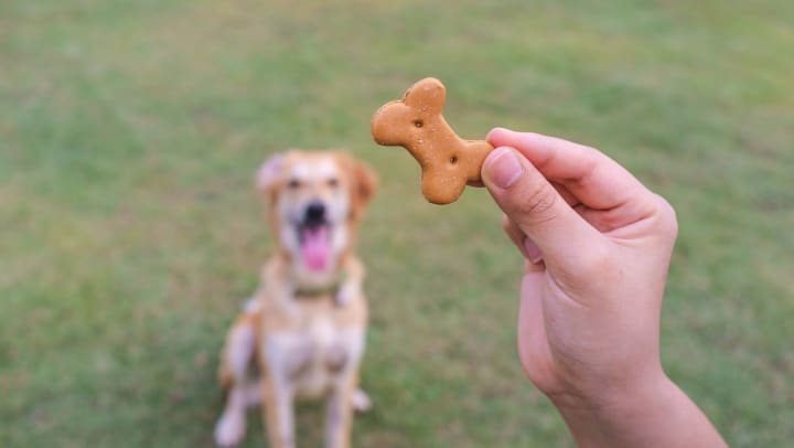A hand holding a dog treat with a dog sitting in the background looking at the treat. 