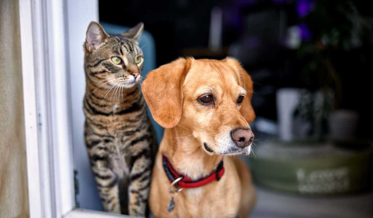 Resident pets cat and dog near window at Alaska Apartments in Cincinnati, Ohio