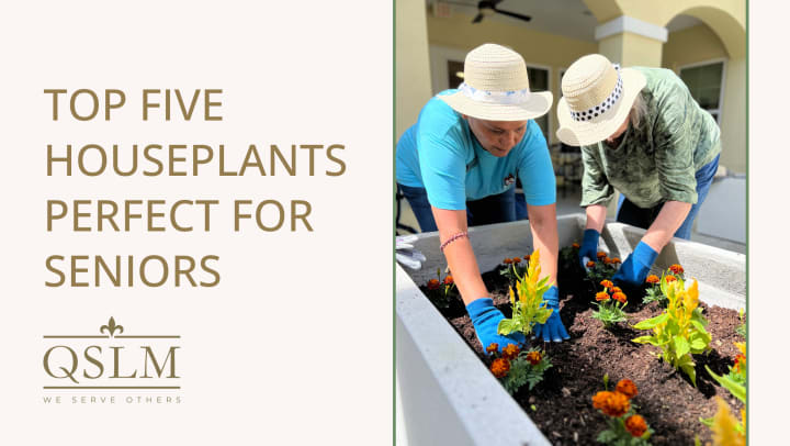 Top 5 Houseplants Perfect for Seniors Blog Banner