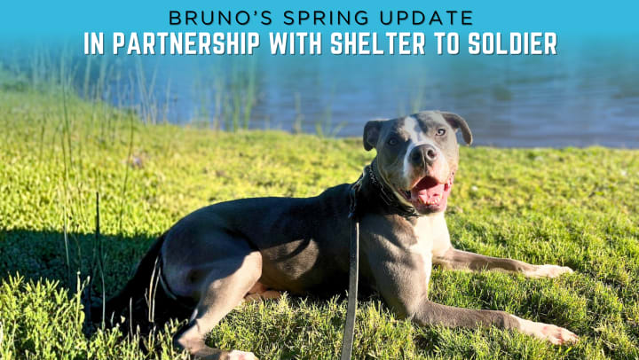 Bruno, a gray-and-white rescue dog, lying on green grass near a pond in a spring update graphic for San Diego Self Storage’s partnership with Shelter to Soldier.