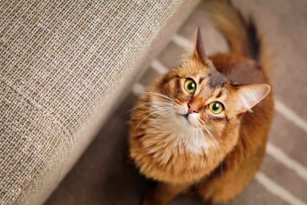 A curious pet cat looks up at the camera at Kirman Garden in Reno,Nevada