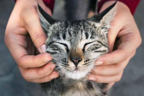 Cat getting pets at Raystone Apartments in Phoenix, Arizona