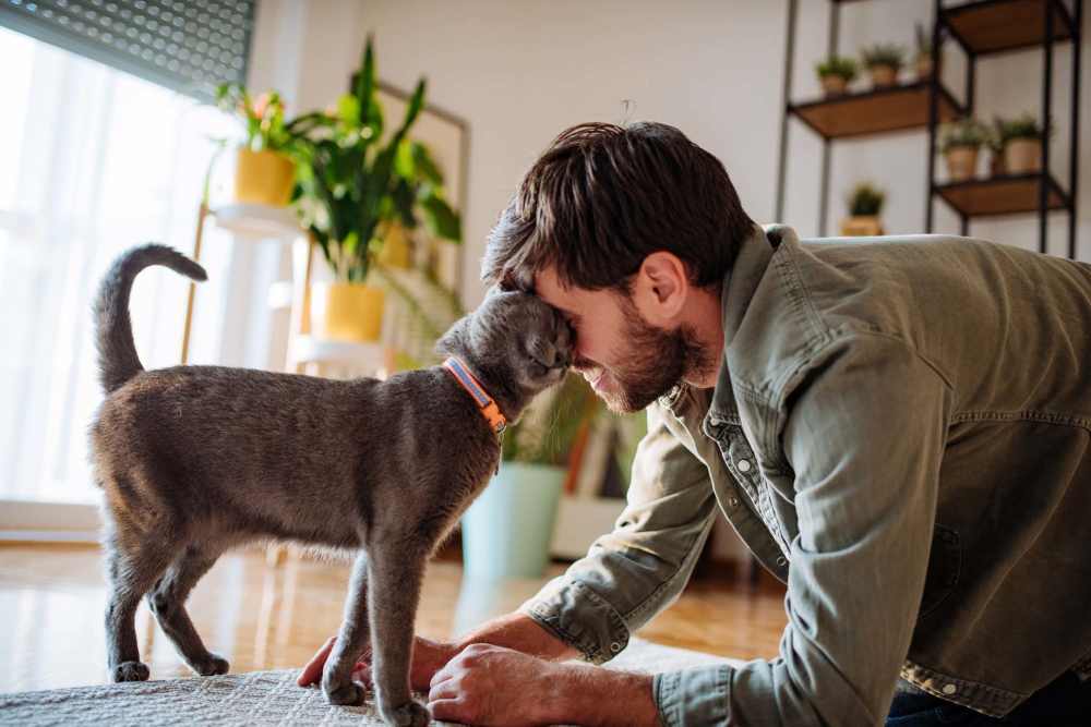 A resident man playing with cat in living room at Smallwood Gardens in Waldorf, Maryland