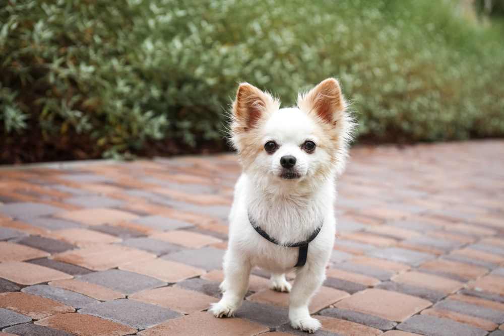 Pets welcome at The Reserves at Eagle Point in Aurora, Colorado