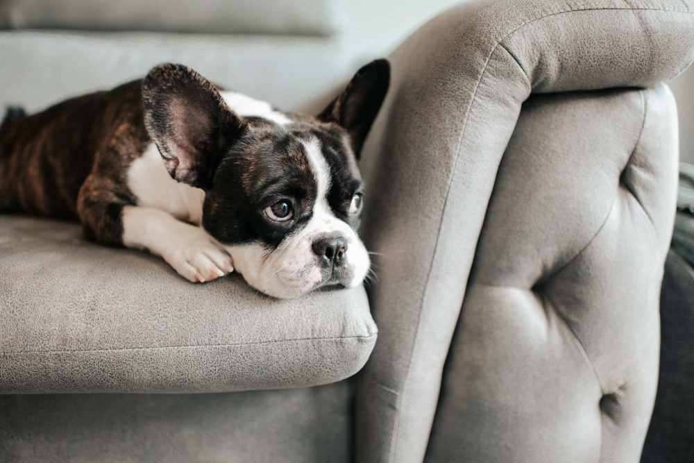 Dog laying in sofa at living room  at Esplanade in Redondo Beach, California