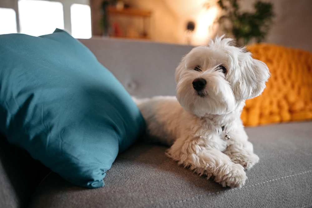 Dog sitting on the couch in the apartment at The Ridge in Merrillville, Indiana