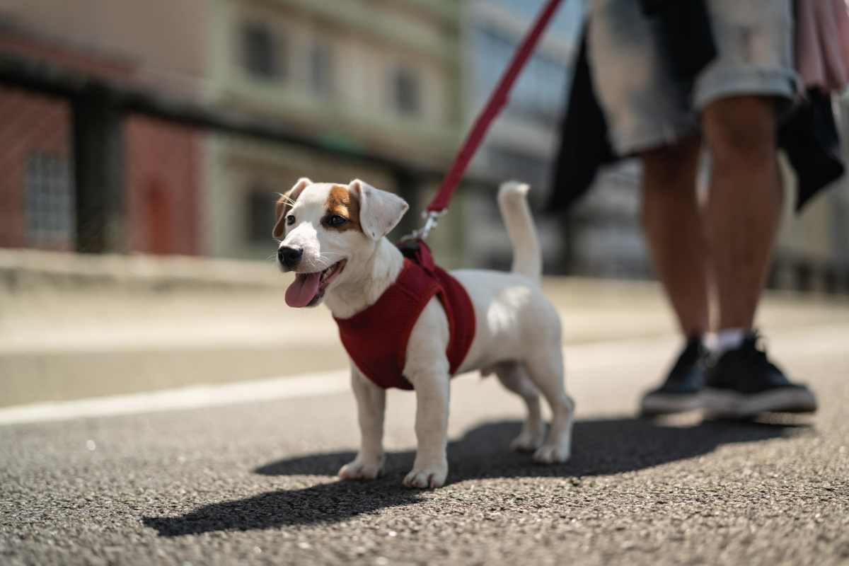 Pet-friendly at Meadowlark Townhomes in Dekalb, Illinois