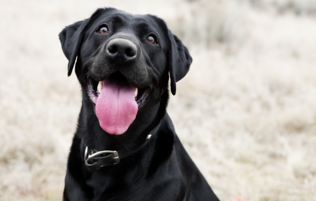 Friendly black lab at The Collection Townhomes in Dallas, Texas