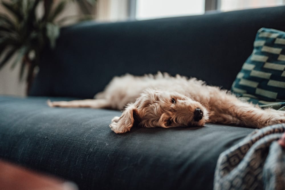 Dog napping on sofa at The Place at Catherine's Way in Manchester, Connecticut