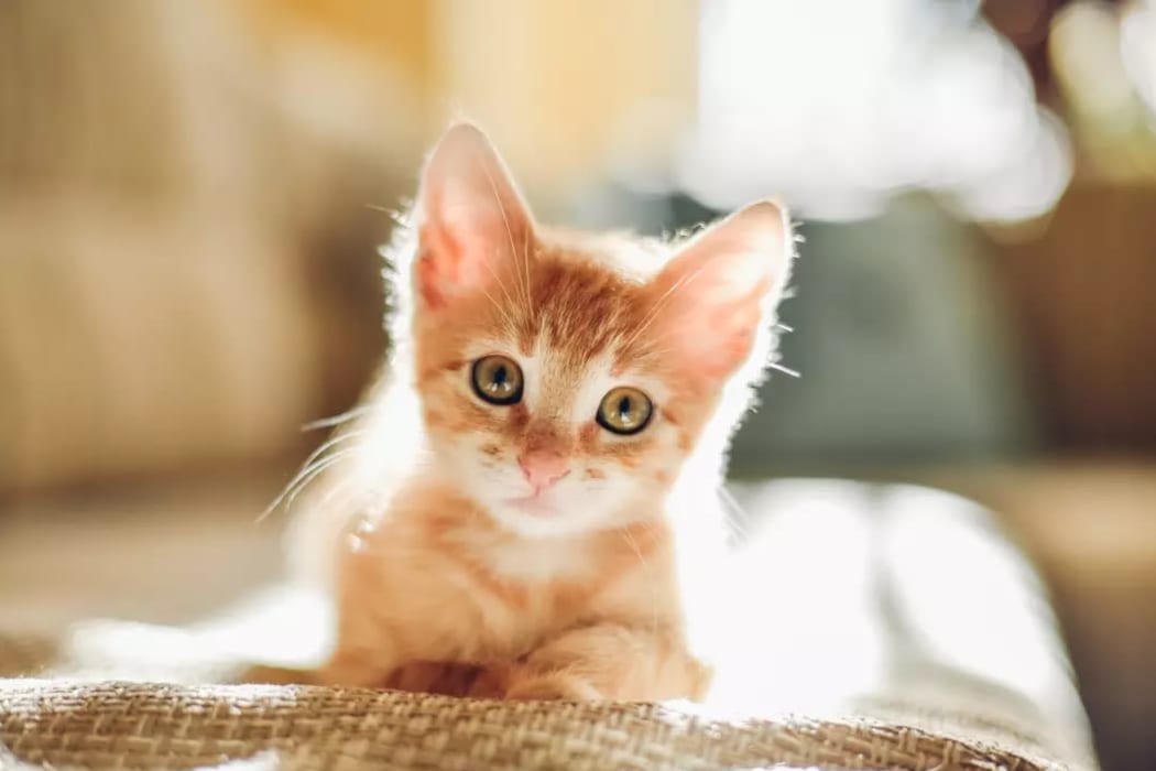 Horizon Ridge Apartments offers cat-friendly apartments in East Greenbush, NY