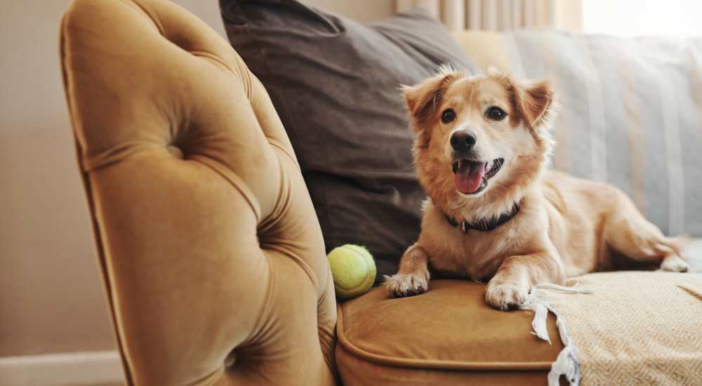 Happy dog sitting on a couch at Beacon 430 in Saint Petersburg, Florida    
